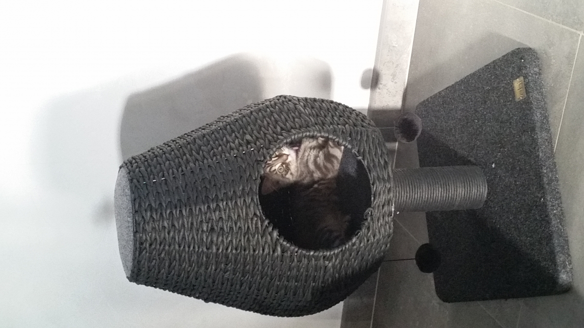 arbre a chat elegance lissom europet